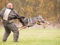 Mann gegen Hund